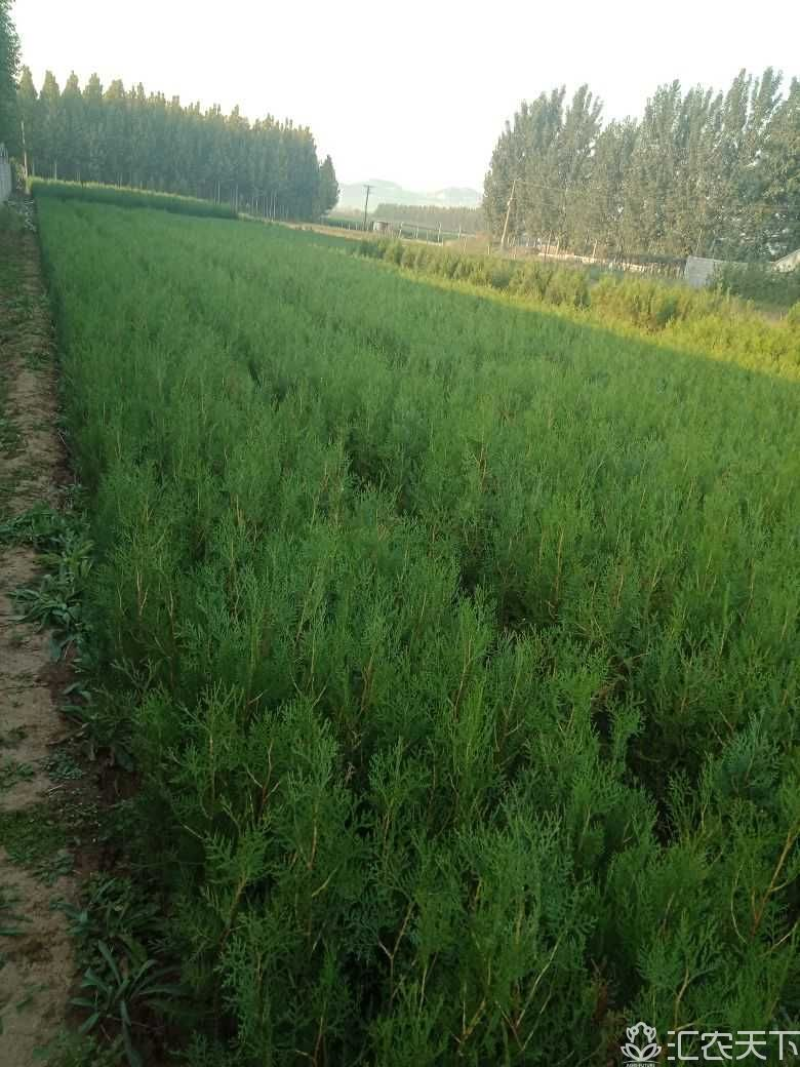 侧柏苗黑松苗规格多产地直销荒山绿化树