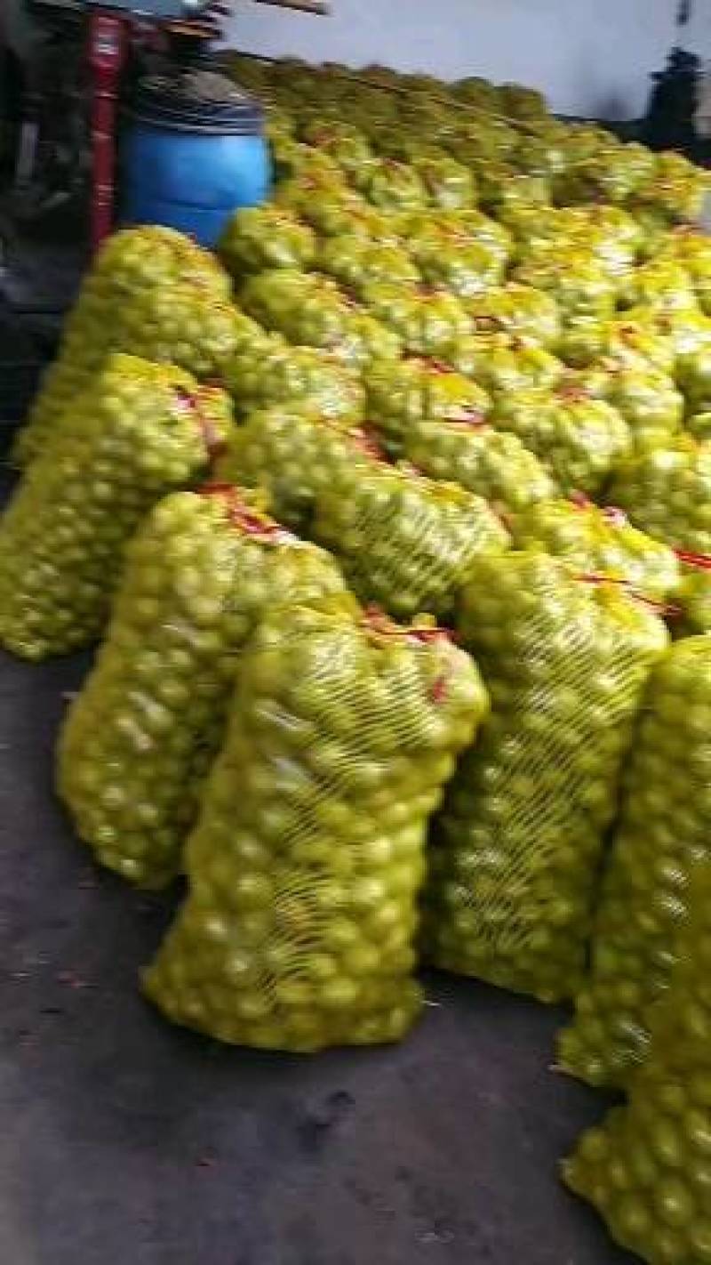 【精品】南太行青皮核桃万亩，产地直销，货源充足，价格合理