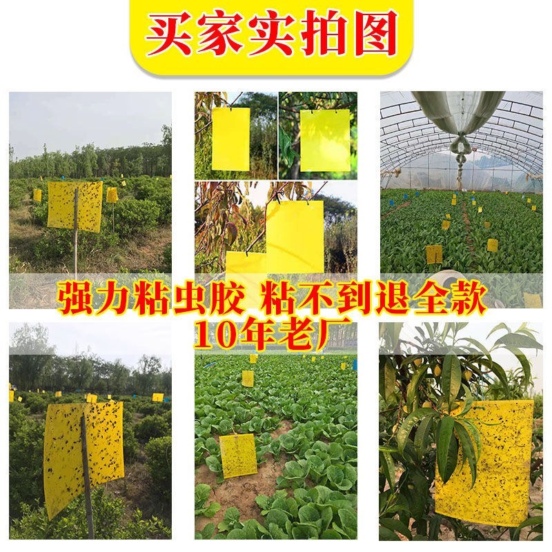 粘虫板黄板双面防水蓝板蓟马诱虫板大棚果园灭虫板家用蚊蝇粘