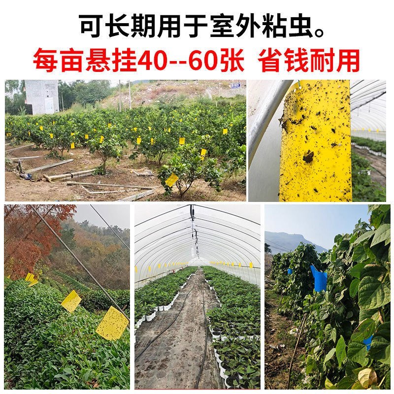 粘虫板黄板双面防水蓝板蓟马诱虫板大棚果园灭虫板家用蚊蝇粘