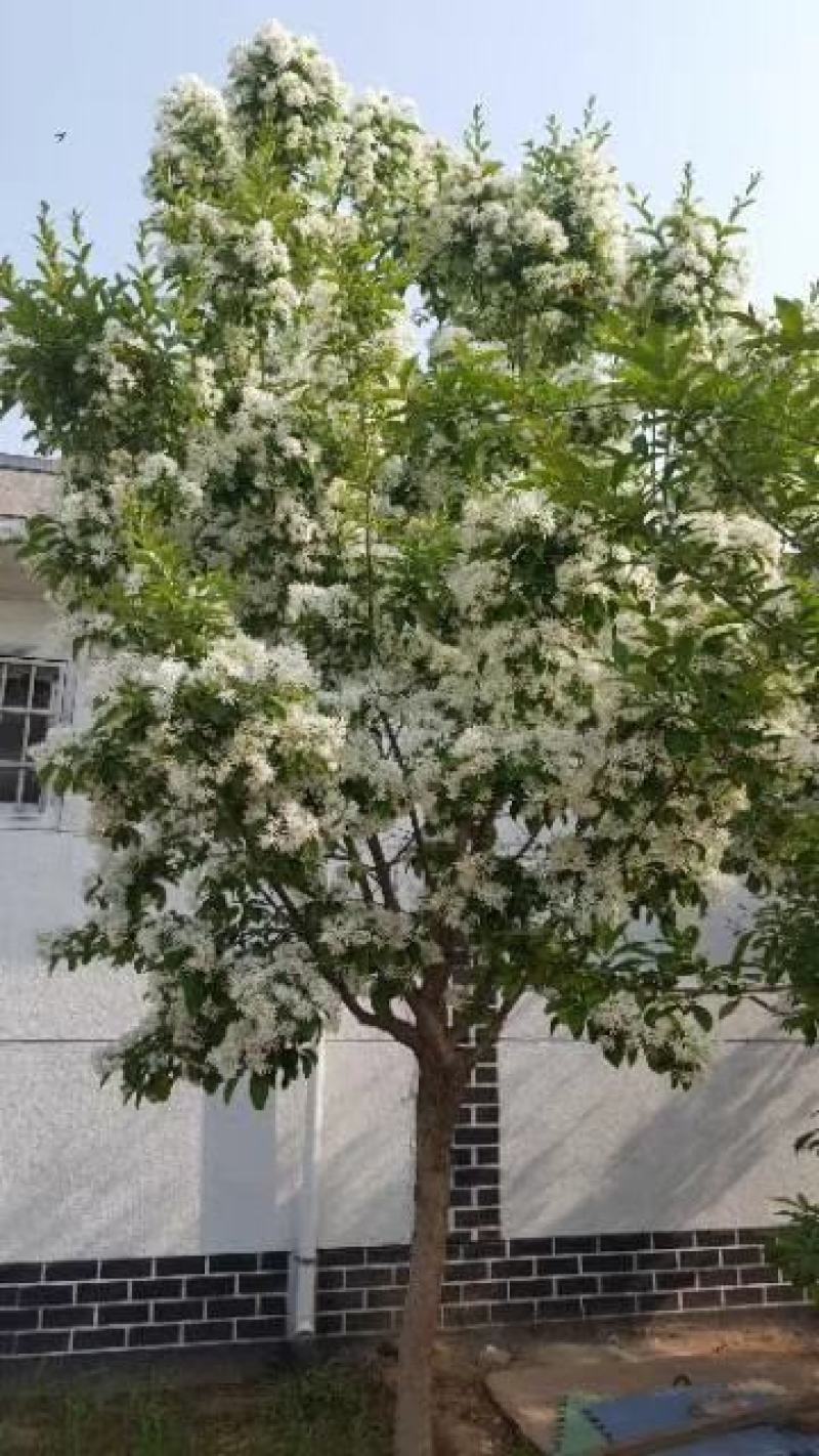 流苏树牛津子油根子树苗现挖现发各种规格流苏树