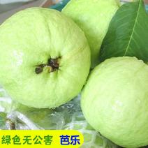 新鲜番石榴白心芭乐5斤一箱广东当季脆甜孕妇糖尿病人的水果