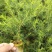 出售互叶白千层种苗，澳洲油茶树种苗，公司保价回收