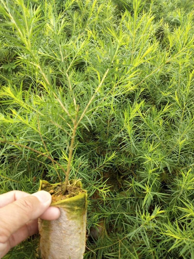 出售互叶白千层种苗，澳洲油茶树种苗，公司保价回收