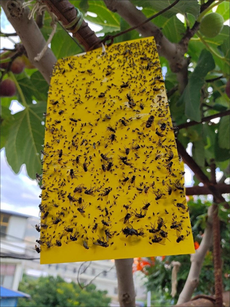 粘虫板黄板双面防水蓝板蓟马诱虫板大棚果园灭虫板家用蚊蝇粘