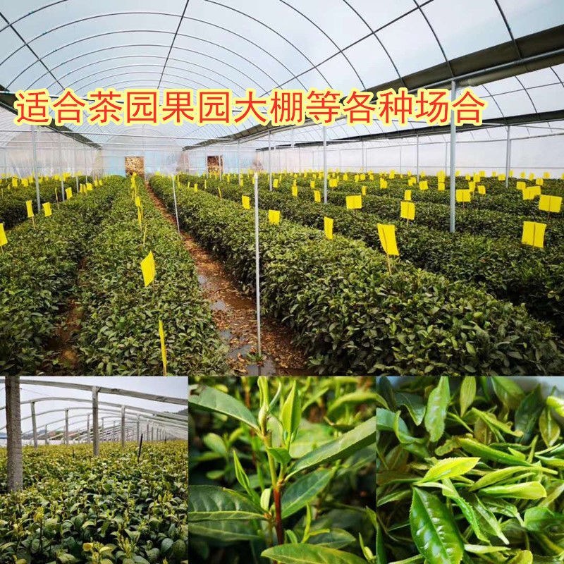 粘虫板黄板双面防水蓝板蓟马诱虫板大棚果园灭虫板家用蚊蝇粘