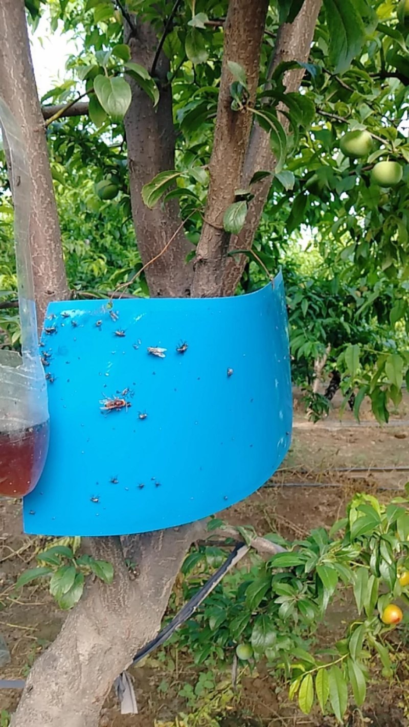 粘虫板黄板双面防水蓝板蓟马诱虫板大棚果园灭虫板家用蚊蝇粘
