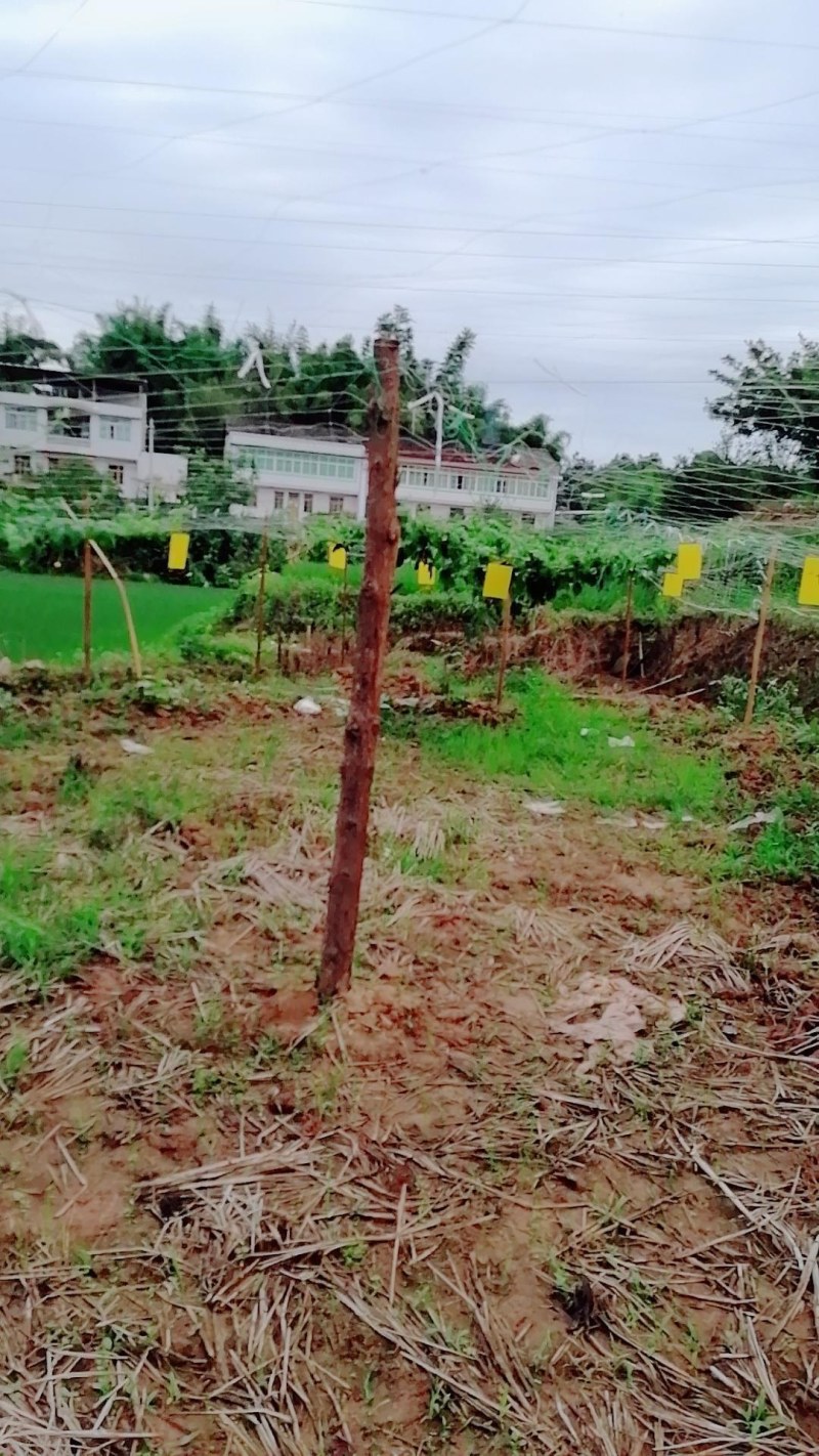 粘虫板黄板双面防水蓝板蓟马诱虫板大棚果园灭虫板家用蚊蝇粘