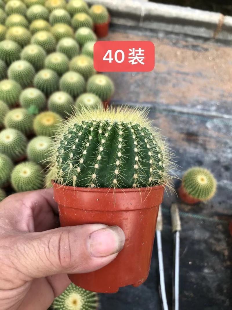 金冠仙人球，基地直供，大量批发，品种齐全。保证都是市销货