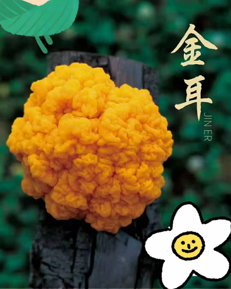 菌菇礼盒，新鲜食用菌组合，松茸，金耳，鸡枞，秀珍菇