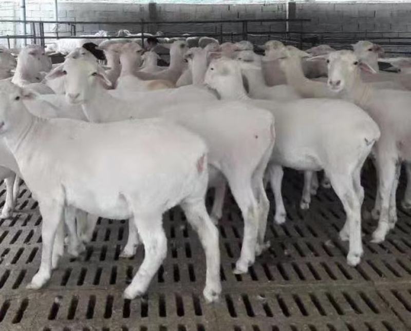 澳洲白绵羊粗毛型大型肉羊品种生长快成熟早自动脱毛