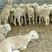 澳洲白绵羊粗毛型大型肉羊品种生长快成熟早自动脱毛