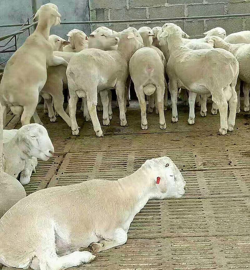 澳洲白绵羊粗毛型大型肉羊品种生长快成熟早自动脱毛