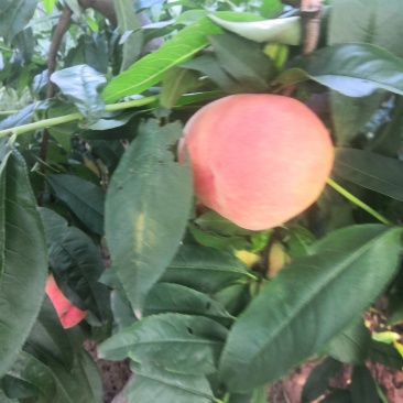 贡桃