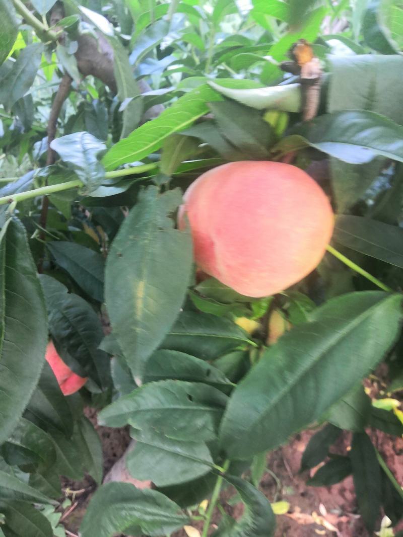 贡桃