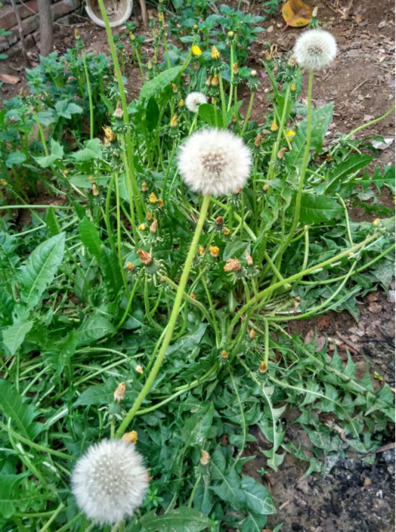 蒲公英种子野生食用药材纯新籽孑婆婆丁根茶四季易播盆栽野菜
