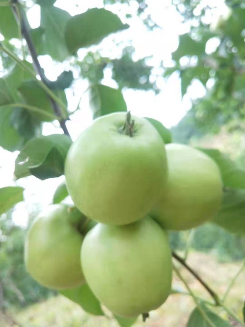 123小苹果，