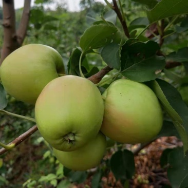 123小苹果，