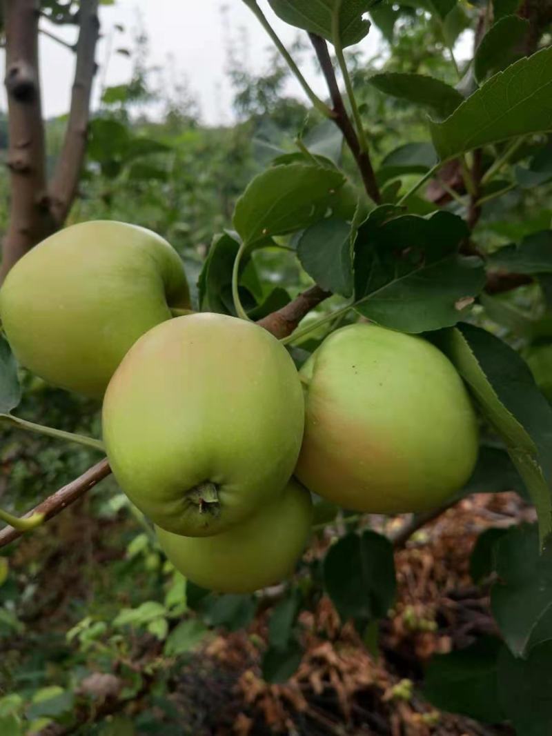 123小苹果，