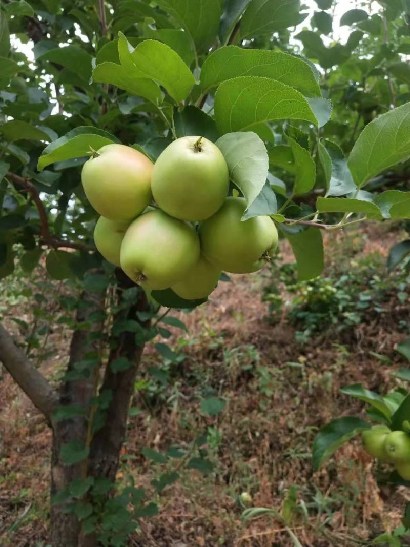 123小苹果，