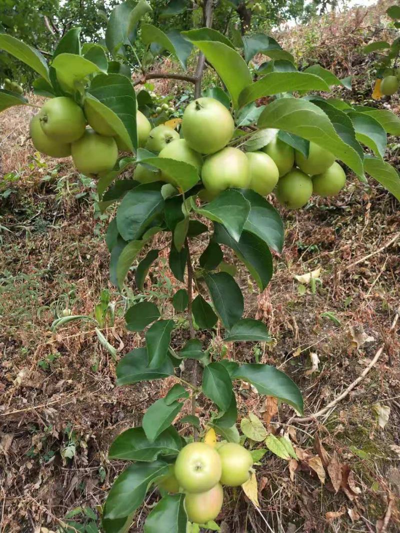 123小苹果，