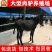 肉驴苗，急售2000头肉驴苗有需要的可以与我联系
