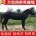 肉驴苗，急售2000头肉驴苗有需要的可以与我联系