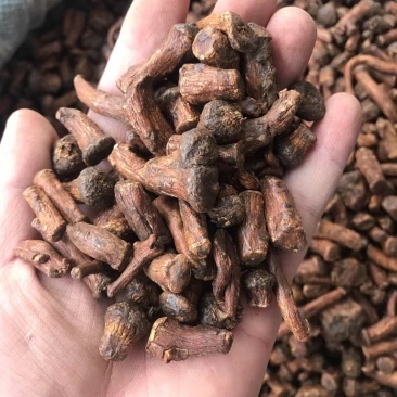 蒲公英根新货蒲公英根足干大根粒过筛无粉沫量大从优