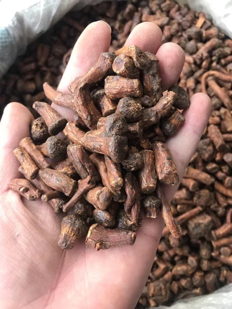 蒲公英根新货蒲公英根足干大根粒过筛无粉沫量大从优