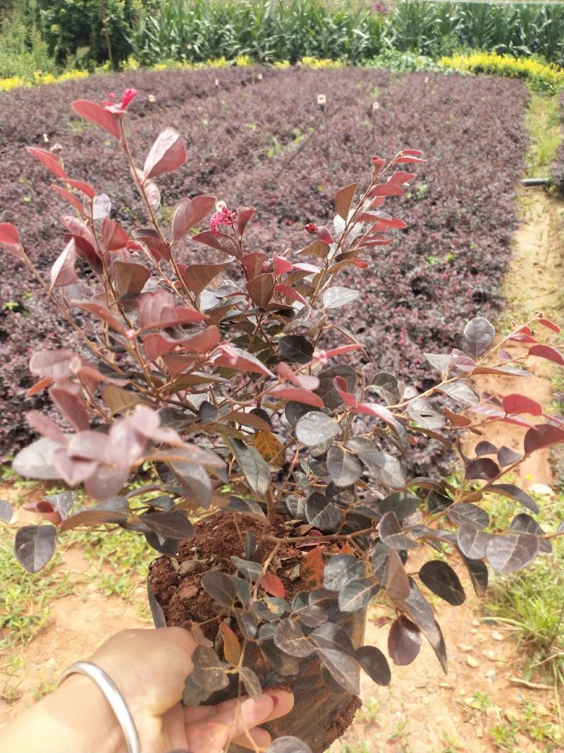 红花继木16袋，黑珍珠红花继木中袋，，绿化苗木，蓬头好，