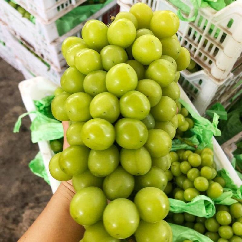 精品】香印青提阳光玫瑰葡萄甜度高湖南产区直供现摘现发