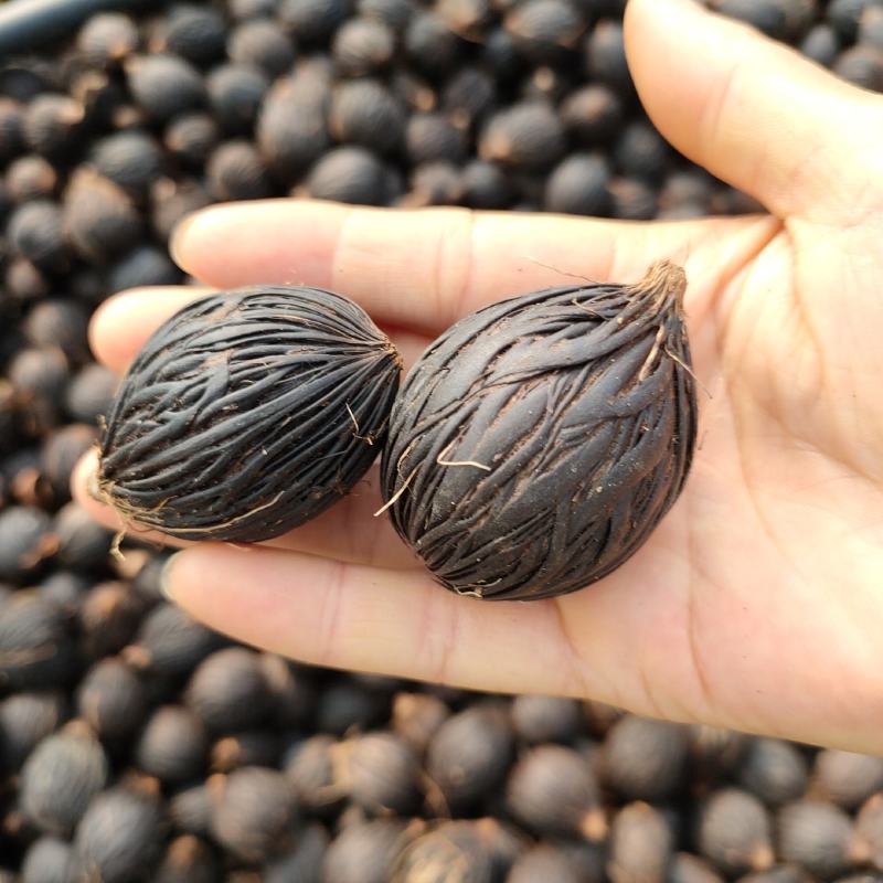 狐尾椰子种子千丝菩提园林绿化景观树种可做装饰品