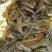 玉米芯玉米皮玉米粒