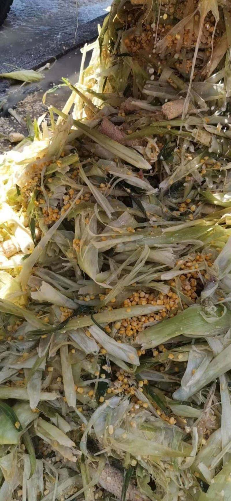 玉米芯玉米皮玉米粒