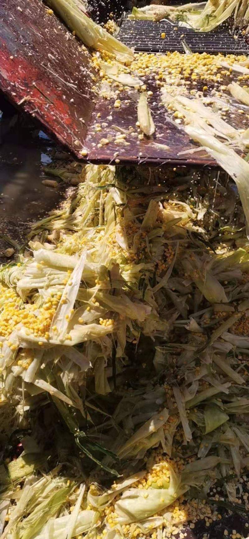 玉米芯玉米皮玉米粒