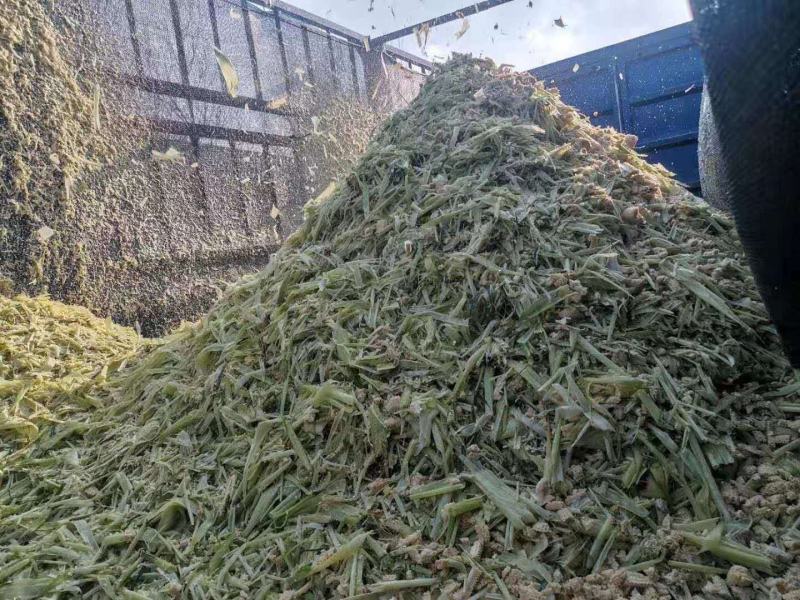 玉米芯玉米皮玉米粒