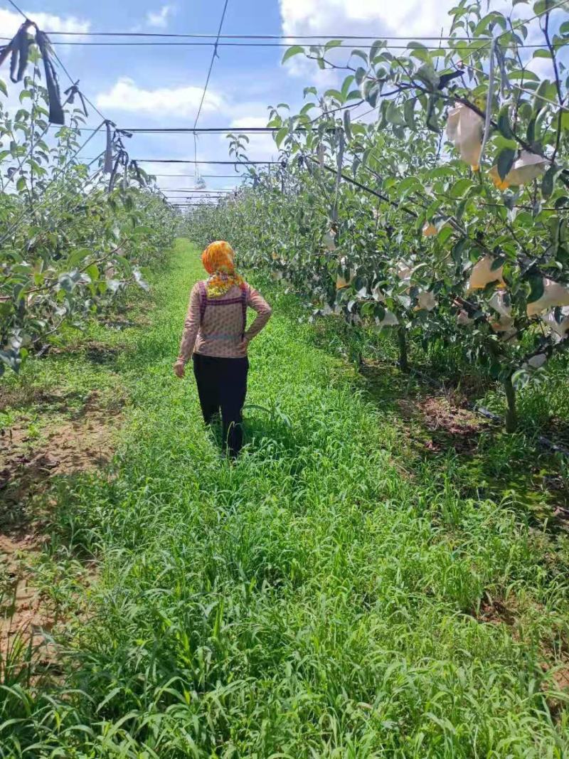 华山二茬梨可根据规格采货，规格标准，协助找车