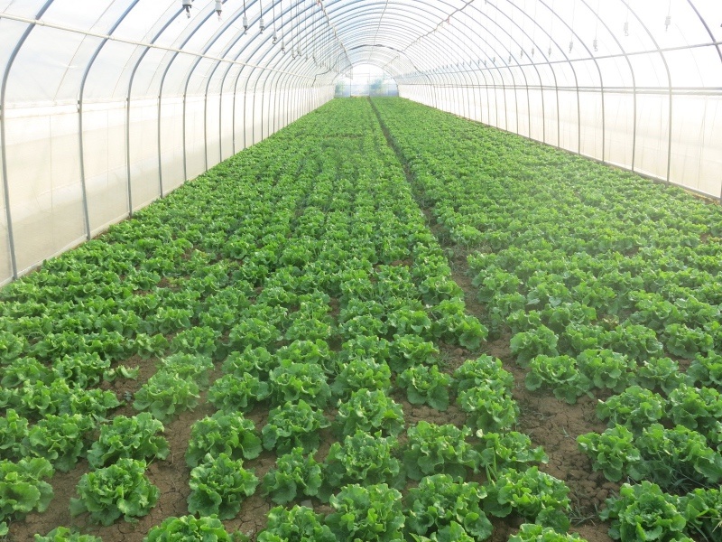 进口南澳生菜种子口感甜脆耐抽苔耐热耐寒叶片大产量高