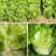进口南澳生菜种子口感甜脆耐抽苔耐热耐寒叶片大产量高