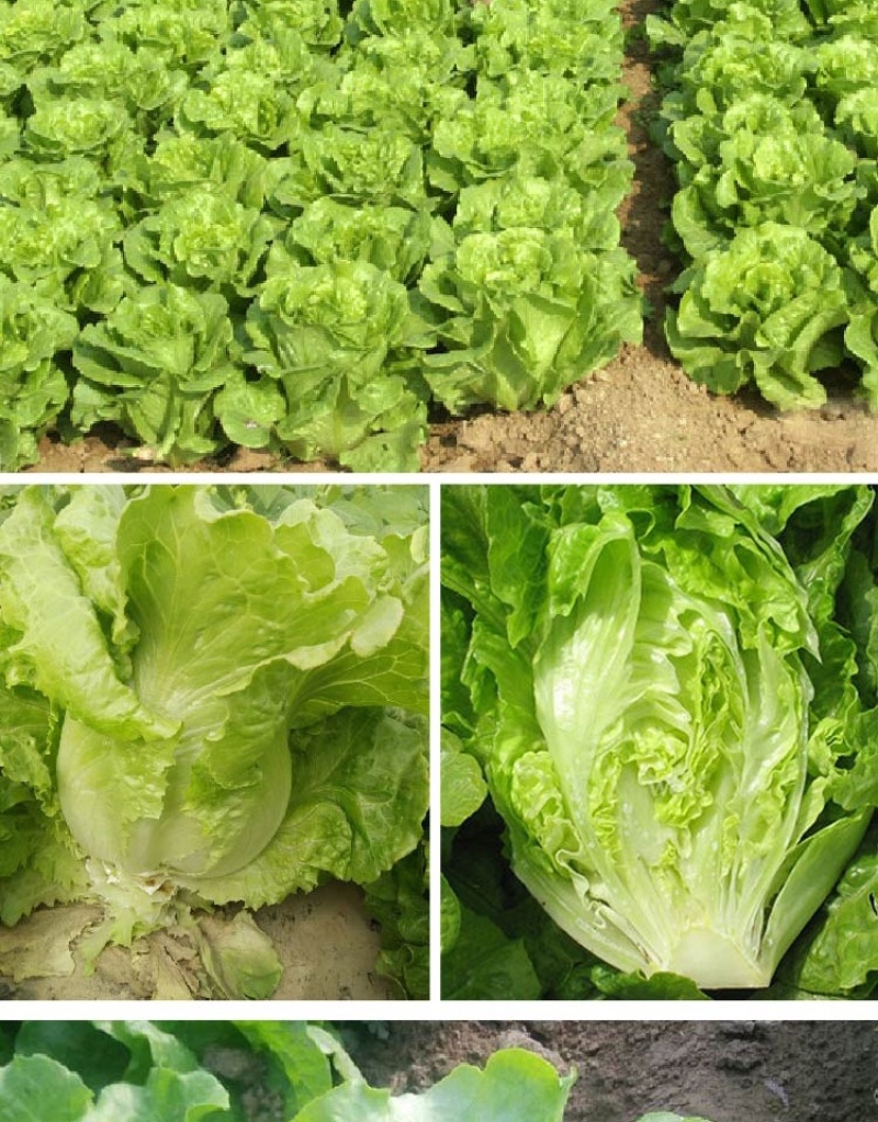 进口南澳生菜种子口感甜脆耐抽苔耐热耐寒叶片大产量高