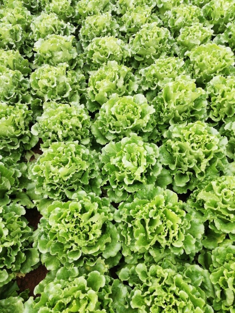 进口南澳生菜种子口感甜脆耐抽苔耐热耐寒叶片大产量高