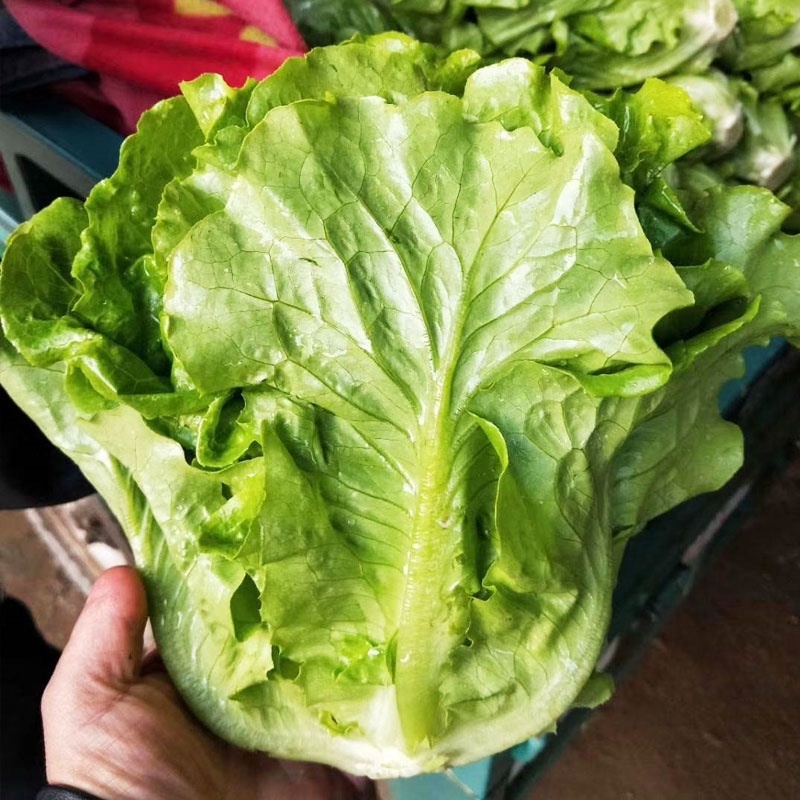 进口南澳生菜种子口感甜脆耐抽苔耐热耐寒叶片大产量高