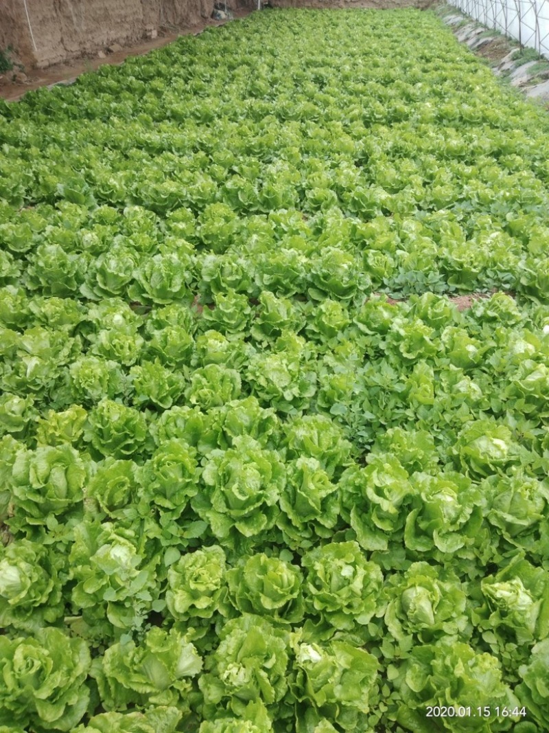 进口南澳生菜种子口感甜脆耐抽苔耐热耐寒叶片大产量高