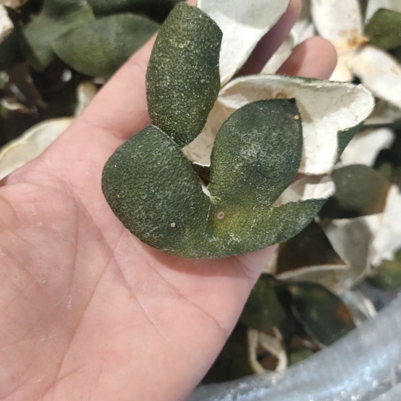 青皮新货青皮无硫***颜色好大货批发零售四花青皮