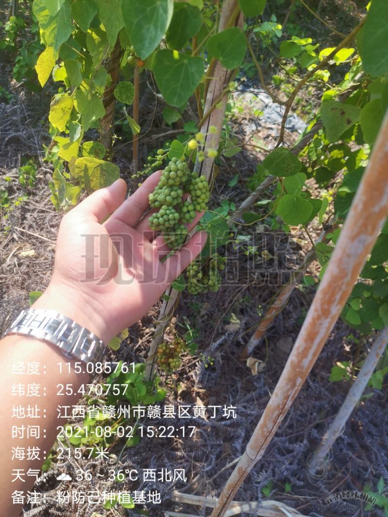 粉防己苗，杯苗和裸苗都有，自家育苗基地，保证成活率。