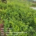 虎杖苗，自家育苗基地，提供种植技术，保证成活率。