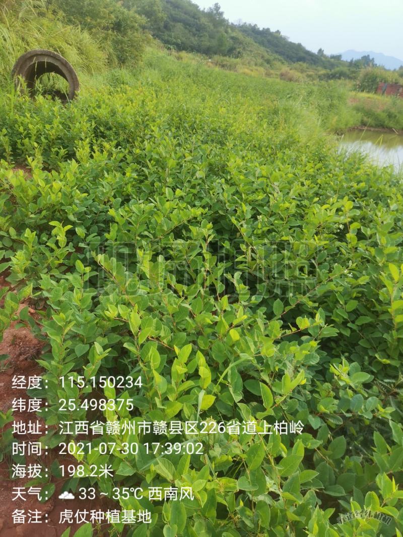 虎杖苗，自家育苗基地，提供种植技术，保证成活率。