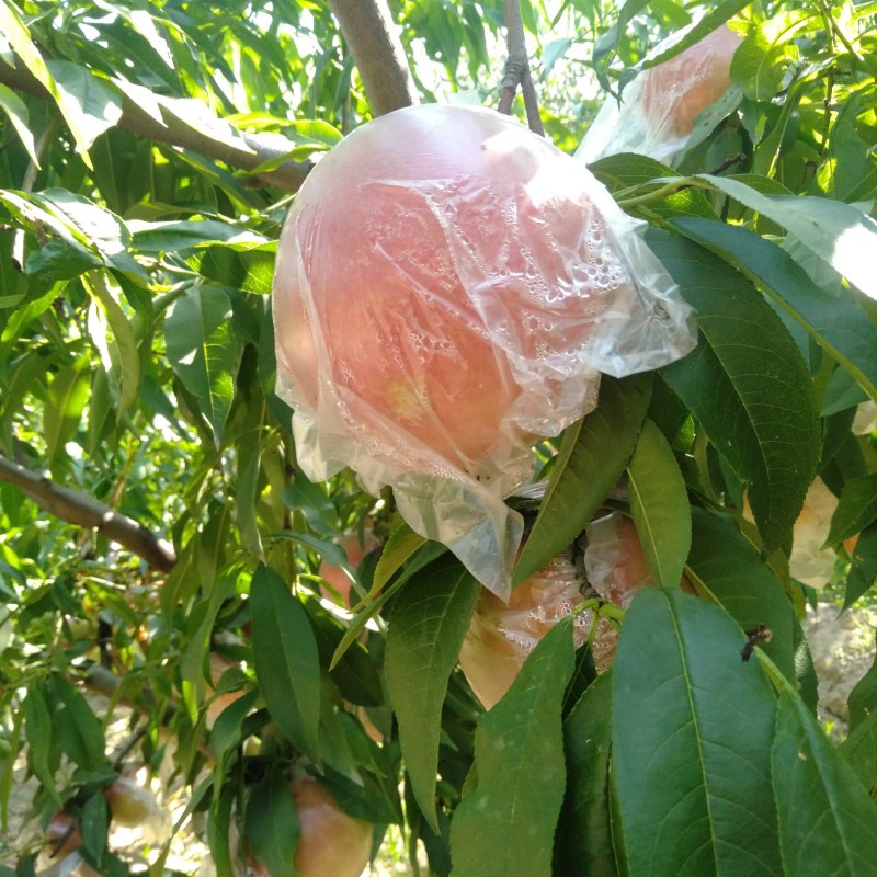 阿布白，秦王毛桃大量有货
