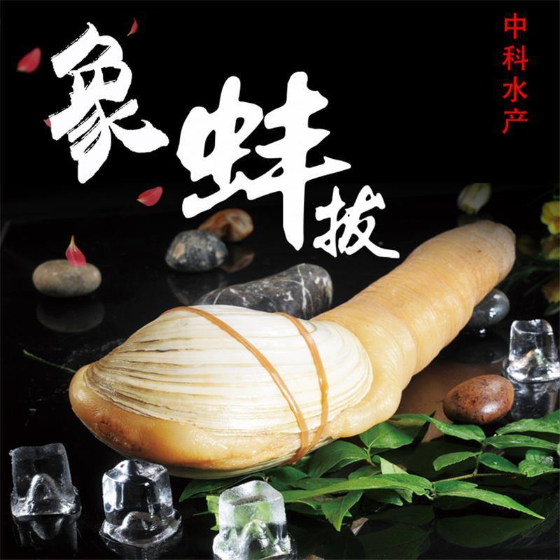 【包邮_3斤象拔蚌】热销鲜活海鲜日料刺身切片象拔蚌3斤
