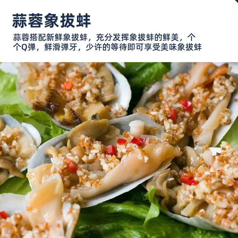 【包邮_3斤象拔蚌】热销鲜活海鲜日料刺身切片象拔蚌3斤
